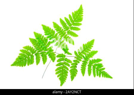 Gewöhnliches Eichen-Farnblatt (Gymnocarpium dryopteris) isoliert auf Weiß. Stockfoto