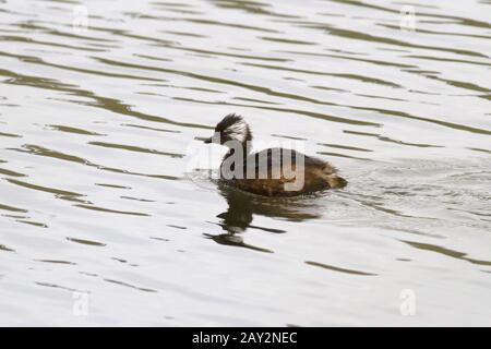 Weiß getuftete Grebe schwimmt auf dem See 1 Stockfoto