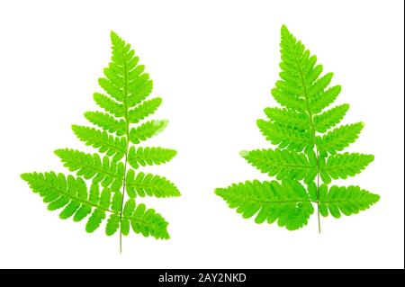 Gewöhnliche, auf Weiß isolierte Eichen-Farne (Gymnocarpium dryopteris). Stockfoto