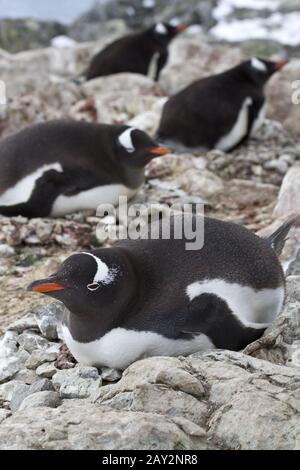 Gentoo-Pinguin-Weibchen sitzen auf Nestern in Kolonien Stockfoto