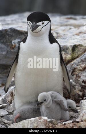 Weiblicher und zwei Küken antarktischer Pinguin im Nest Stockfoto