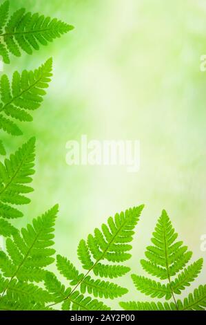 Gewöhnlicher Eichen-Farn (Gymnocarpium dryopteris) verlässt vor entschärfem Waldhintergrund. Stockfoto