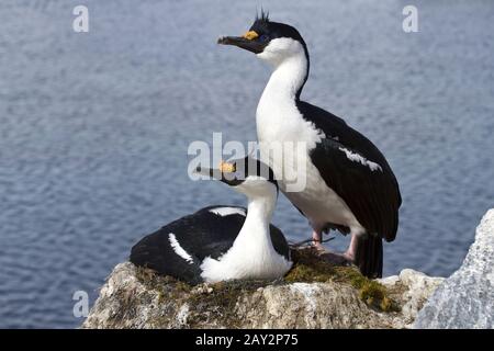 Männliche und weibliche shag blauäugige Antarktis am Nest in der Kolonie Stockfoto