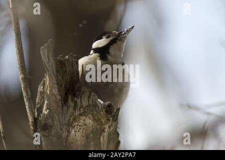 weibliche syrischen Specht sitzen auf einem Baumstamm im Wald Stockfoto