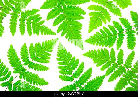 Gewöhnliche, auf Weiß isolierte Eichen-Farne (Gymnocarpium dryopteris). Stockfoto