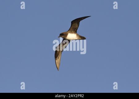 Atlantik oder Schlegels Sturmvogel fliegt über den Atlantischen Ozean Herbsttag Stockfoto