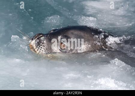 Weddell Dichtung Kopf aus dem Wasser und Eis Wintertag aufgetaucht Stockfoto