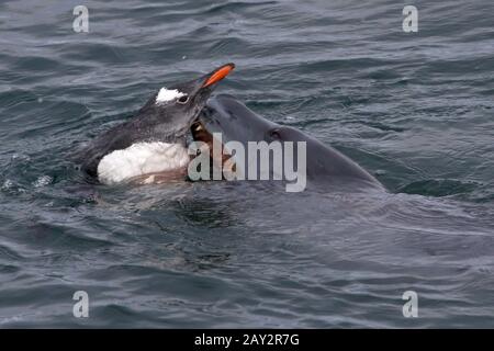 Seeleopard, der versucht, den Gentoo Penguins in den antarktischen Gewässern zu greifen Stockfoto