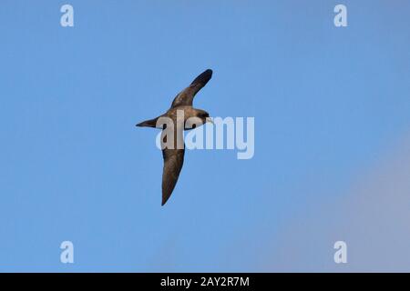 Atlantik oder Schlegels Sturmvogel fliegen in den blauen Himmel des Südatlantiks Stockfoto