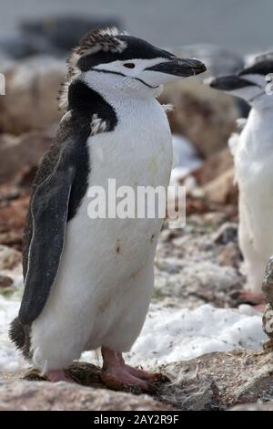 Antarktis Pinguin Kinnriemen oder stehen auf den Felsen in der Kolonie Stockfoto