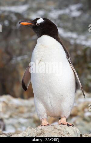 Gentoo Penguin steht auf einem Felsen auf einem Hintergrund von Felsen Stockfoto