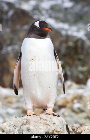 Gentoo Penguin steht auf einem Felsen in der Nähe der Kolonie Stockfoto