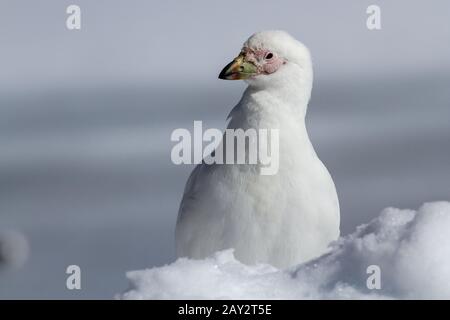 Porträt eines verschneiten Scheidenschnabel stehenden im Schnee Wintertag Stockfoto