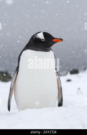 Gentoo Penguin steht an einem verschneiten Strand während eines Schneefalls Stockfoto