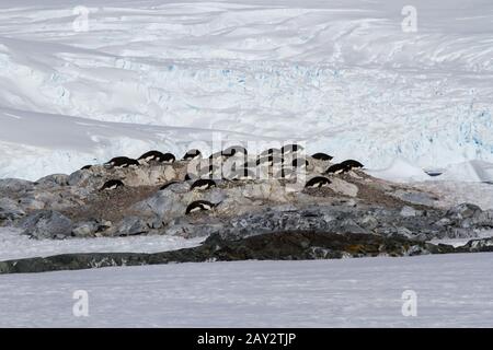 kleinen Kolonie von Adelie-Pinguine unter den Felsen und Schnee auf den antarktischen Insel Stockfoto