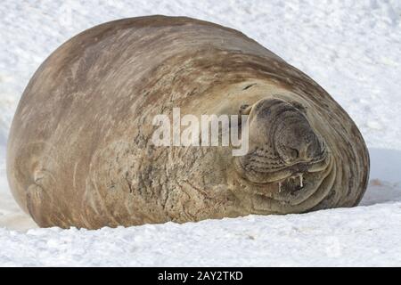 Südlicher Elefantenring, der mit geschlossenen Augen im Schnee liegt Stockfoto