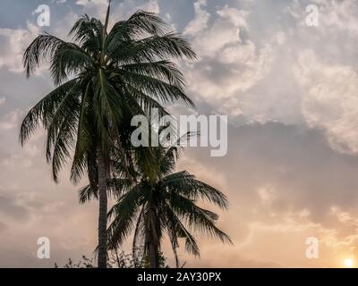 Kokospalmen verlassen bei Sonnenuntergang mit Himmelshintergrund, sommerlicher tropischer Landschaft Stockfoto