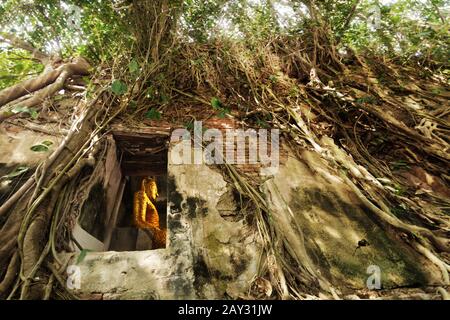 Statue des goldenen buddha im alten Tempel unter der Wurzel des Bodhi-Baumes. Bang Kung Tempel, ungesehenes Thailand in der Nähe von Amphawa schwimmenden Markt Stockfoto