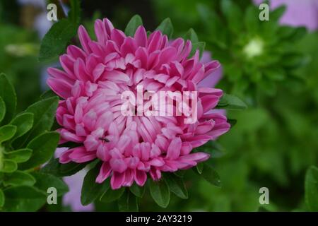 Rosa Blumen von Astern Garten. Zarte Kronblätter. Horizontales Foto. Nahaufnahme. Grüner Garten Stockfoto