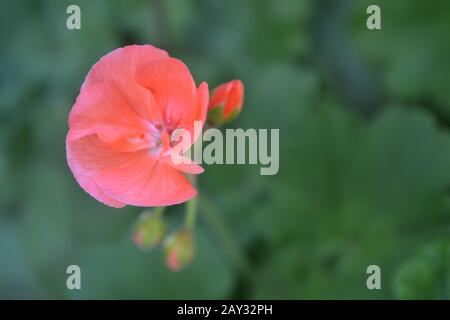 Geranium pink. Pelargonium. Gartenanlagen. Blumen. Nützliches Hauswerk. Schöne Infloreszenz. Nahaufnahme Stockfoto