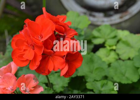 Pelargonium. Gartenanlagen. Geranium rot und pink. Blumen. Nützliches Hauswerk. Schöne Infloreszenz. Nahaufnahme Stockfoto