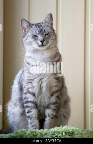 Graue Serienkatze auf der Terrasse mit Platz für Text. Hauskatze Stockfoto