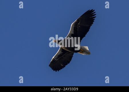 Erwachsener Stellers Seeadler, der über die Bucht fliegt Stockfoto