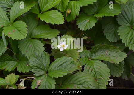 Erdbeeren. Fragaria vesca. Sträucher aus Erdbeere. Grüne Blätter. Blumen Erdbeeren Stockfoto