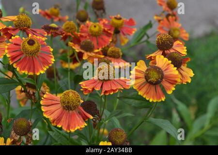 Helenium. Helenium Konigstiger. Helenium autumnale. Zarte Blumen. Bush Helenium. Grüne Blätter. Nahaufnahme. Horizontal Stockfoto