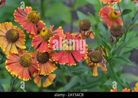 Helenium. Helenium Konigstiger. Helenium autumnale. Blumen. Bush Helenium Stockfoto