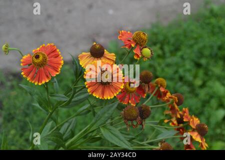 Helenium. Helenium Konigstiger. Helenium autumnale. Zarte Blumen. Grüne Blätter. Nahaufnahme Stockfoto