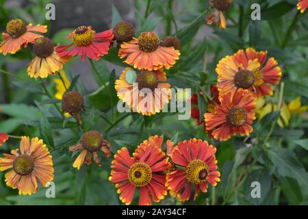 Helenium. Helenium Konigstiger. Helenium autumnale. Zarte Blumen. Bush Helenium. Grüne Blätter. Horizontales Foto Stockfoto