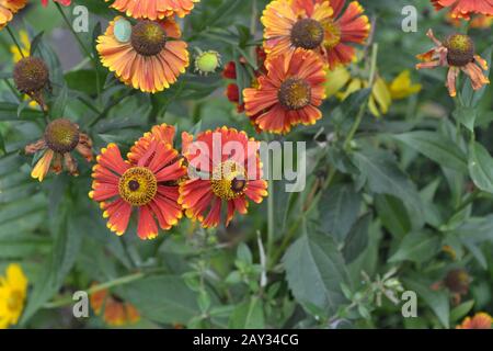 Helenium. Helenium Konigstiger. Helenium autumnale. Zarte Blumen. Bush Helenium. Horizontal Stockfoto