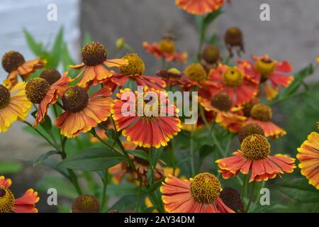 Helenium. Helenium Konigstiger. Helenium autumnale. Zarte Blumen. Bush Helenium. Grüne Blätter. Nahaufnahme Stockfoto