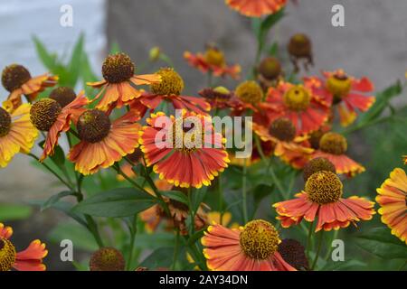 Helenium. Helenium Konigstiger. Helenium autumnale. Zarte Blumen. Bush Helenium. Horizontales Foto Stockfoto