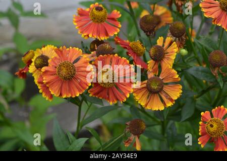 Helenium. Helenium Konigstiger. Helenium autumnale. Zarte Blumen. Bush Helenium. Grüne Blätter. Nahaufnahme. Horizontales Foto Stockfoto