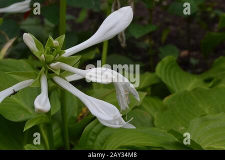 Hosta. Hosta plantaginea. Hemerocallis japonica. Große Blätter sind grün. Weiße Blume ähnlich einer Lilie. Garten. Blumenbeet. Blumen Stockfoto