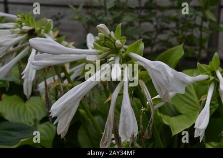 Hosta. Hosta plantaginea. Hemerocallis japonica. Blumensträuße. Große Blätter sind grün. Weiße Blume ähnlich einer Lilie. Blumenbeet. Blumen. B. Stockfoto