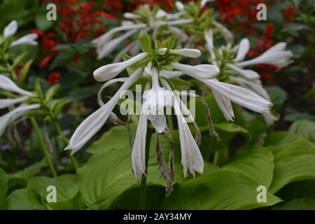 Hosta. Hosta plantaginea. Hemerocallis japonica. Blumensträuße. Große Blätter sind grün. Weiße Blume ähnlich einer Lilie. Garten. Blumenbeet. Fl Stockfoto