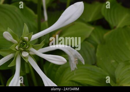 Hosta. Hosta plantaginea. Hemerocallis japonica. Blumensträuße. Große Blätter sind grün. Weiße Blume ähnlich einer Lilie. Garten. Blumenbeet. Fl Stockfoto