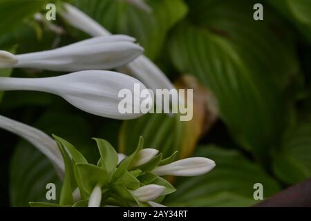 Hosta. Hosta plantaginea. Hemerocallis japonica. Blumensträuße. Große Blätter sind grün. Weiße Blume ähnlich einer Lilie. Garten. Schöne Pla Stockfoto