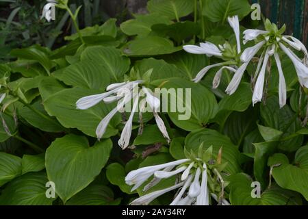 Hosta. Hosta plantaginea. Hemerocallis japonica. Blumensträuße. Große Blätter sind grün. Weiße Blume ähnlich einer Lilie. Garten. Blumenbeet. Sei Stockfoto