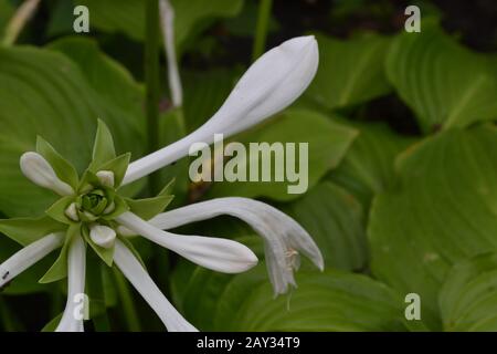 Hosta. Hosta plantaginea. Hemerocallis japonica. Blumensträuße. Große Blätter sind grün. Weiße Blume ähnlich einer Lilie. Garten. Blumenbeet. Fl Stockfoto