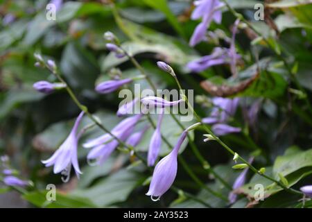 Hosta. Hosta plantaginea. Hemerocallis japonica. Blumensträuße. Große Blätter sind grün. Lila Blume ähnlich einer Lilie. Garten. Blumenbeet. H Stockfoto