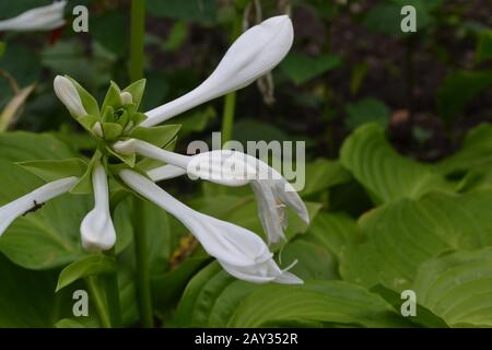 Hosta. Hosta plantaginea. Hemerocallis japonica. Große Blätter sind grün. Weiße Blume ähnlich einer Lilie. Garten. Blumen. Schöne Pflanzen Stockfoto