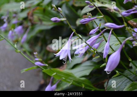 Hosta. Hosta plantaginea. Hemerocallis japonica. Blumensträuße. Große Blätter sind grün. Lila Blume ähnlich einer Lilie. Garten. Blumen. Hor Stockfoto