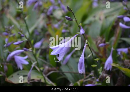 Hosta. Hosta plantaginea. Hemerocallis japonica. Blumensträuße. Große Blätter sind grün. Lila Blume ähnlich einer Lilie. Blumenbeet. Blumen. Stockfoto