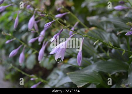 Hosta. Hosta plantaginea. Hemerocallis japonica. Blumensträuße. Große Blätter sind grün. Lila Blume ähnlich einer Lilie. Garten. Blumenbeet. F. Stockfoto