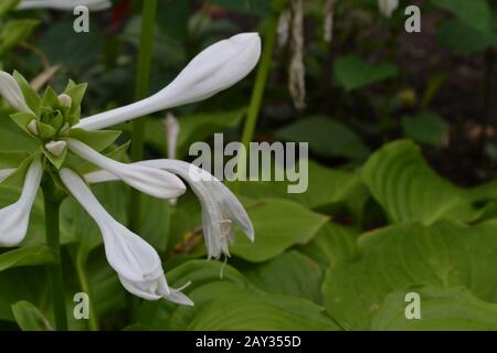 Hosta. Hosta plantaginea. Hemerocallis japonica. Große Blätter sind grün. Weiße Blume ähnlich einer Lilie. Blumen. Schöne Pflanzen Stockfoto