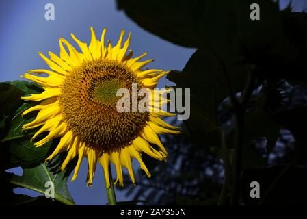 Domestizierte Sonnenblume (Helianthus). Stockfoto